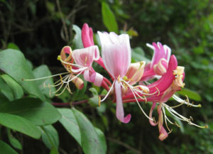 Bach-Blüte Honeysuckle
