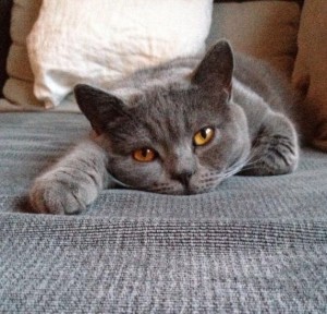 Tiere und Bachblüten