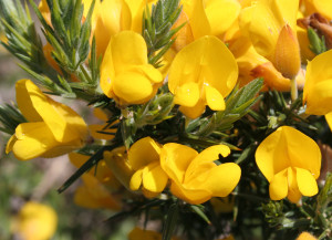Bachblüte Gorse