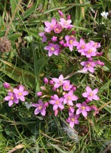 Bachblüte Centaury