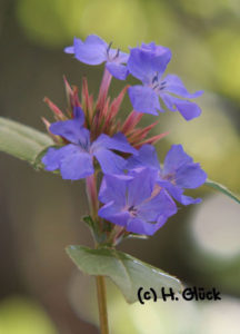 Foto-Grußkarte Cerato