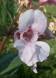 Foto-Grußkarte Impatiens