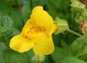 Bachblüte Mimulus